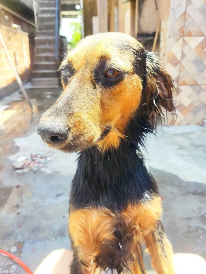 Cachorro ra a SRD-ViraLata idade 1 ano nome Pandora