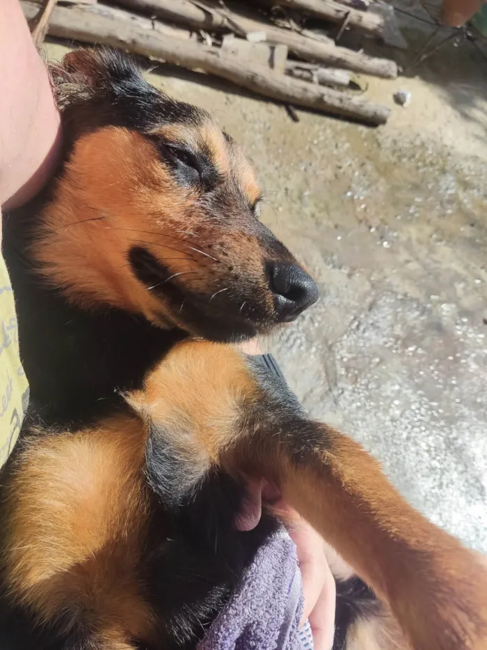 Cachorro ra a SRD-ViraLata idade 1 ano nome Pandora