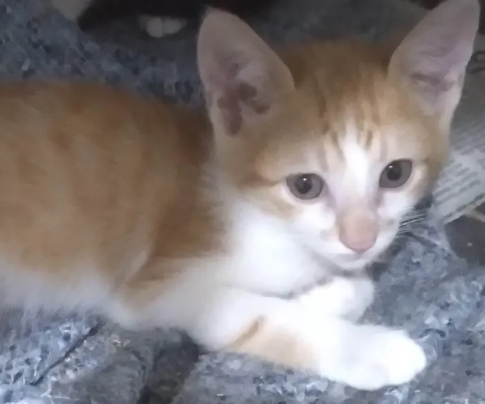 Gato ra a SRD-ViraLata idade Abaixo de 2 meses nome Pingo