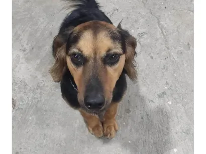 Cachorro raça SRD-ViraLata idade 1 ano nome Pandora