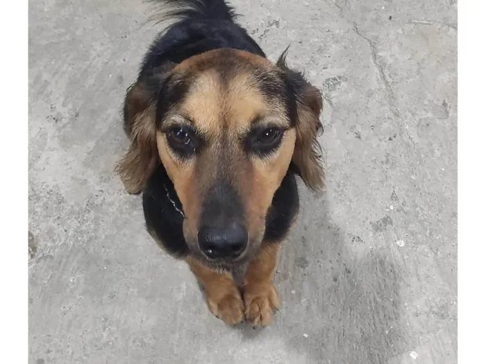 Cachorro ra a SRD-ViraLata idade 1 ano nome Pandora