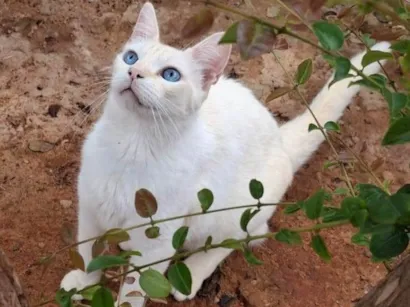 Gato raça Himalaia com Van Turkish  idade 1 ano nome Bob