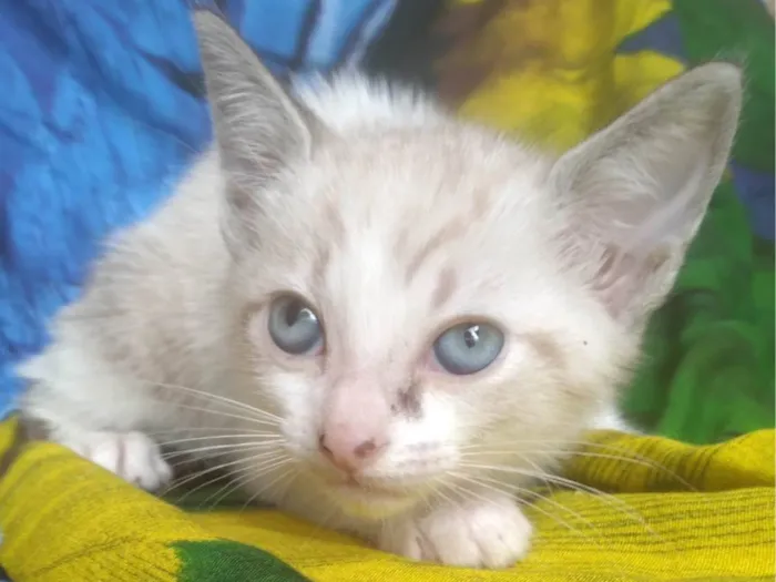 Cachorro ra a SRD-ViraLata idade Abaixo de 2 meses nome Algodão 