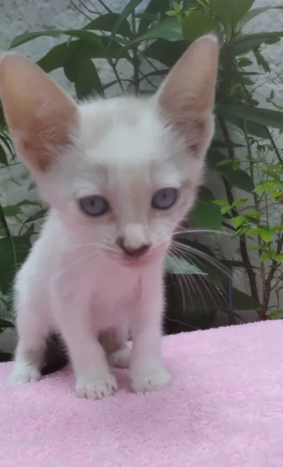 Gato raça SRD-ViraLata idade Abaixo de 2 meses nome Safira