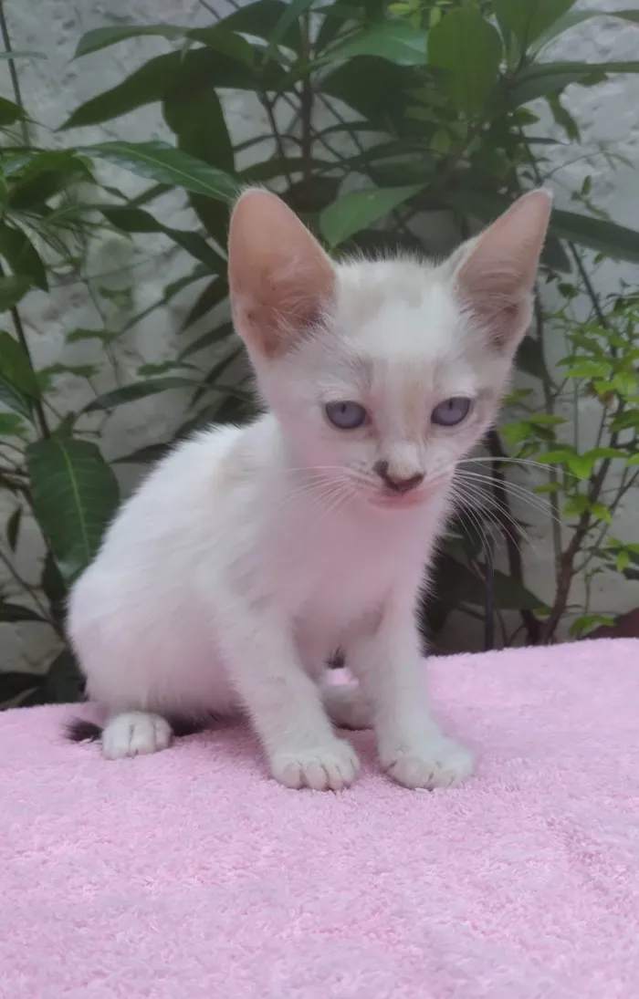 Gato ra a SRD-ViraLata idade Abaixo de 2 meses nome Safira