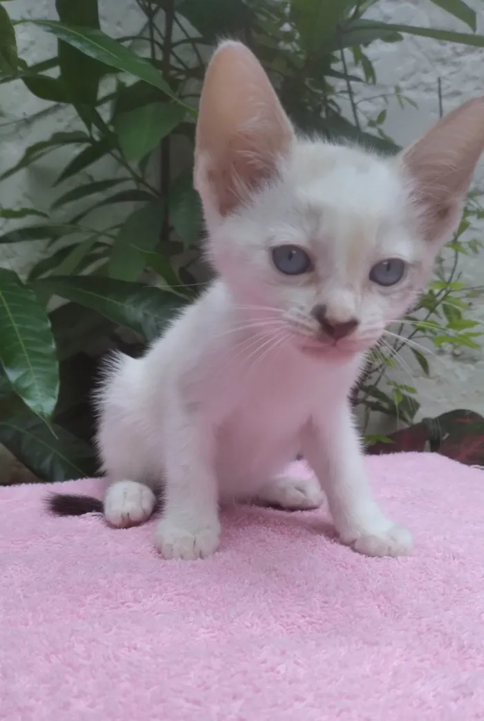 Gato ra a SRD-ViraLata idade Abaixo de 2 meses nome Safira