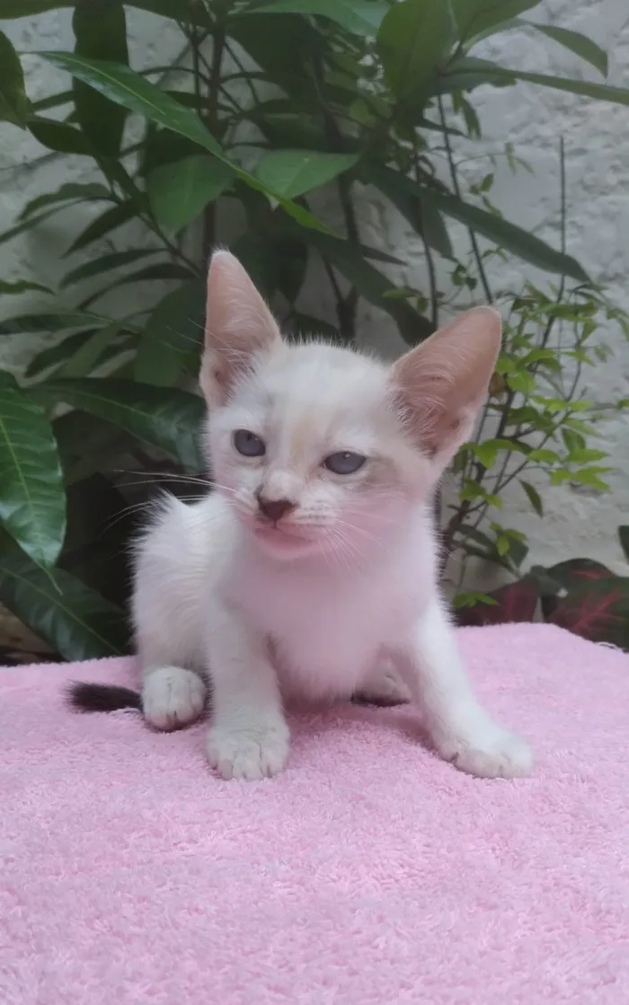 Gato ra a SRD-ViraLata idade Abaixo de 2 meses nome Safira