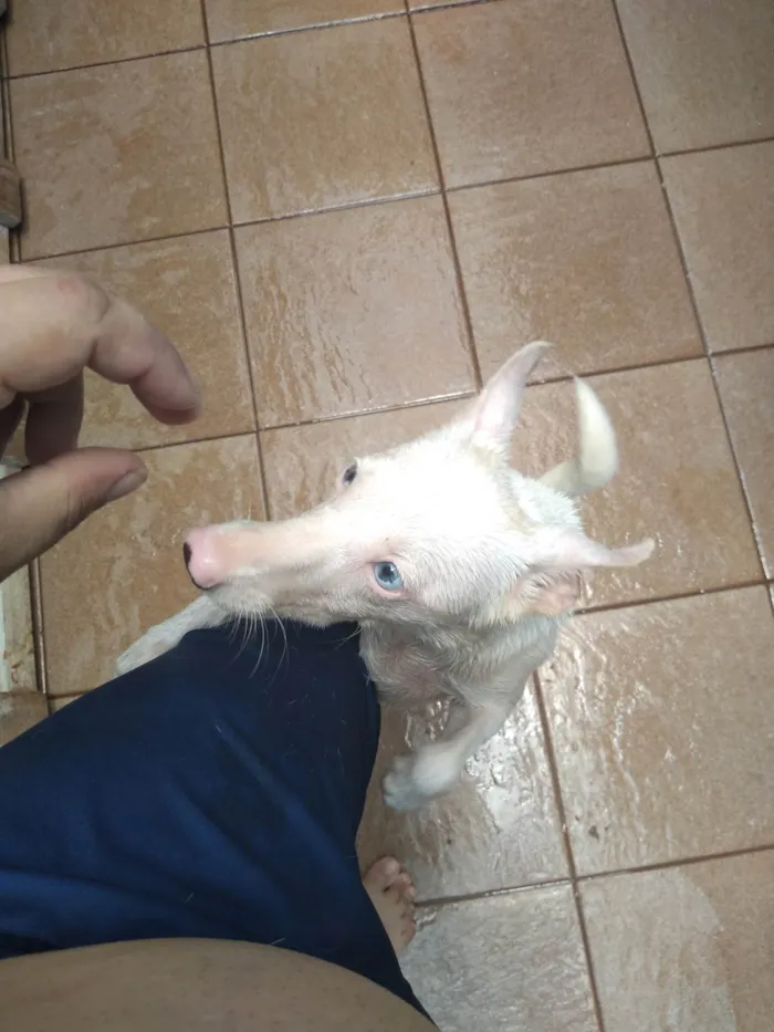 Cachorro ra a SRD-ViraLata idade 1 ano nome Maya 