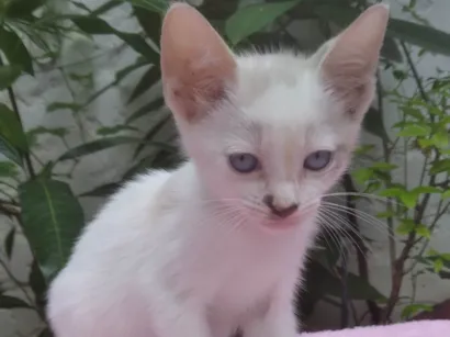 Gato raça SRD-ViraLata idade Abaixo de 2 meses nome Safira