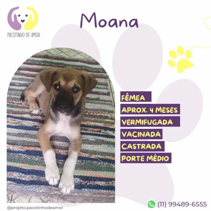 Cachorro ra a SRD-ViraLata idade 2 a 6 meses nome Moana