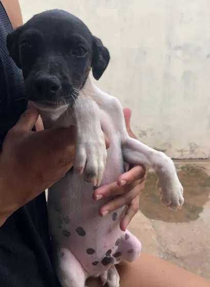 Cachorro raça SRD-ViraLata idade 2 a 6 meses nome Menininho 