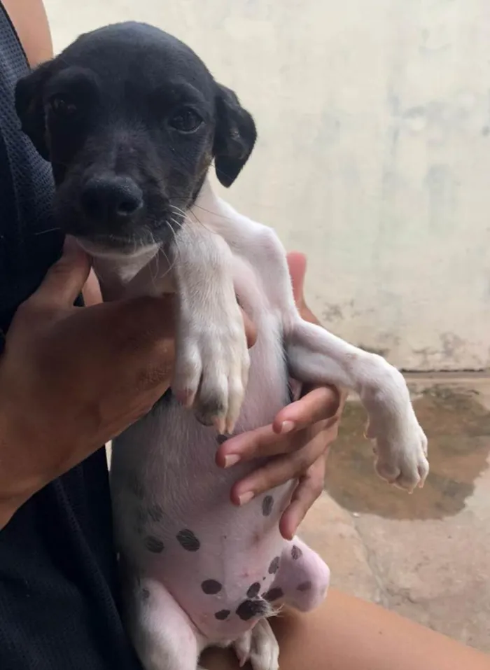 Cachorro ra a SRD-ViraLata idade 2 a 6 meses nome Menininho 