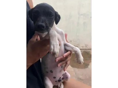 Cachorro raça SRD-ViraLata idade 2 a 6 meses nome Menininho 