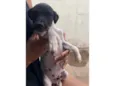 Menininho