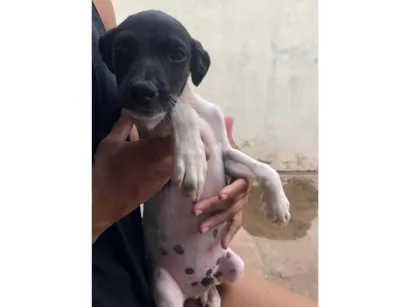 Cachorro raça SRD-ViraLata idade 2 a 6 meses nome Menininho 