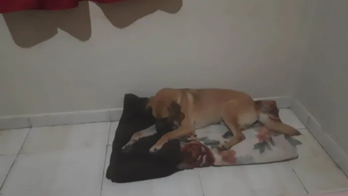 Cachorro ra a SRD-ViraLata idade 7 a 11 meses nome Apolo e quiara