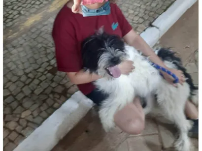 Cachorro raça SRD-ViraLata idade 7 a 11 meses nome Apolo e quiara