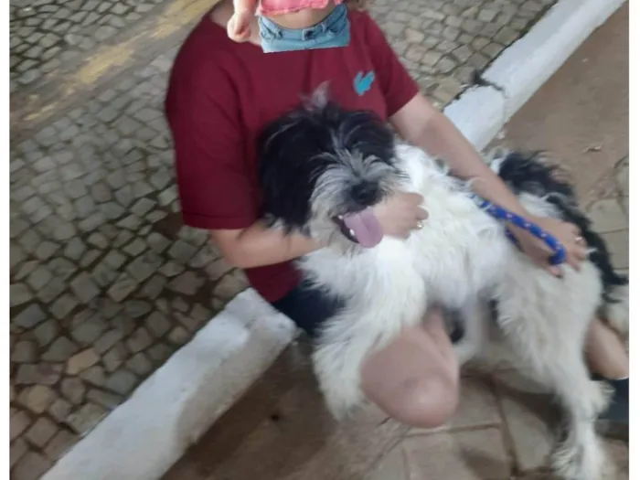 Cachorro ra a SRD-ViraLata idade 7 a 11 meses nome Apolo e quiara