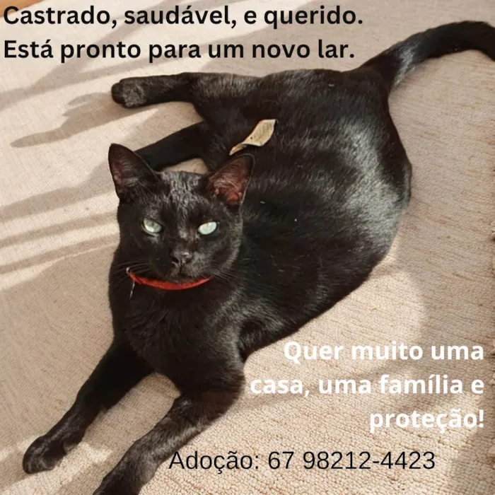 Gato ra a SRD-ViraLata idade 2 anos nome Mimi