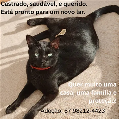 Gato raça SRD-ViraLata idade 2 anos nome Mimi