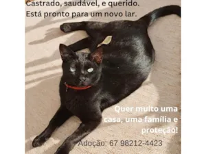 Gato raça SRD-ViraLata idade 2 anos nome Mimi