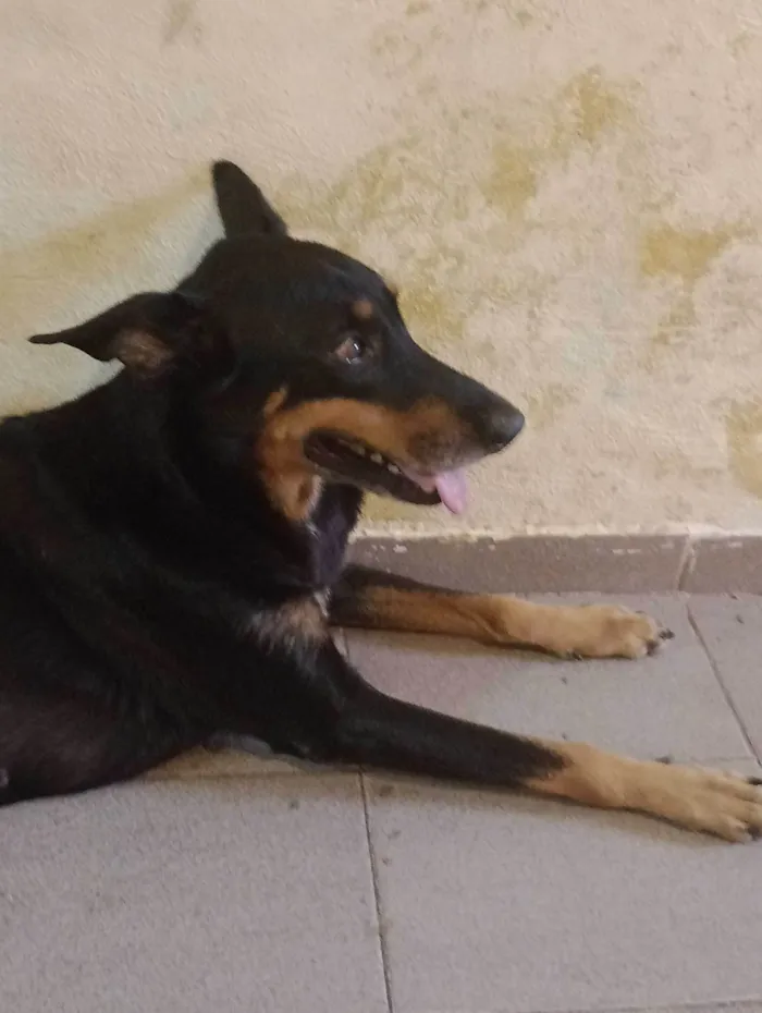 Cachorro ra a SRD-ViraLata idade 6 ou mais anos nome Tuty