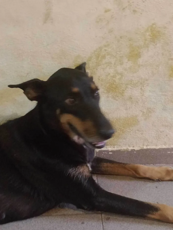 Cachorro ra a SRD-ViraLata idade 6 ou mais anos nome Tuty