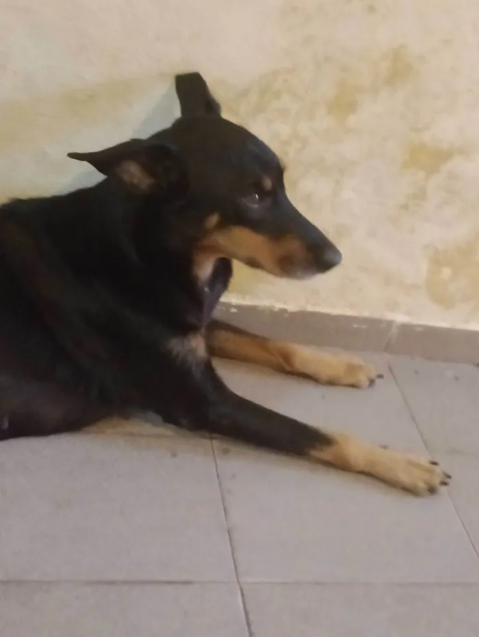 Cachorro ra a SRD-ViraLata idade 6 ou mais anos nome Tuty