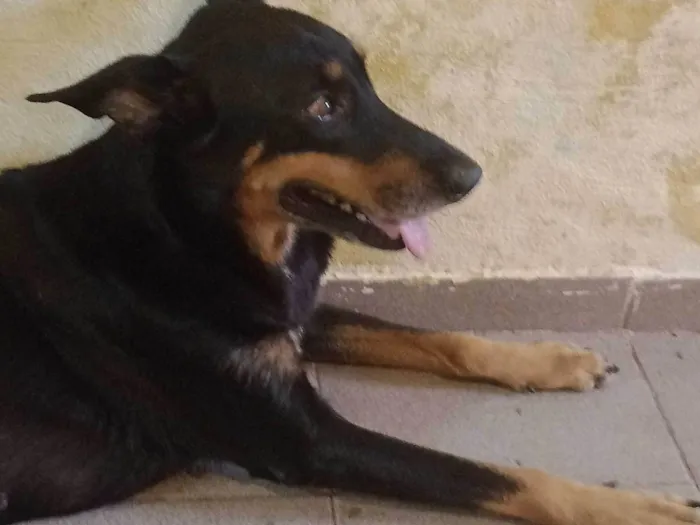 Cachorro ra a SRD-ViraLata idade 6 ou mais anos nome Tuty