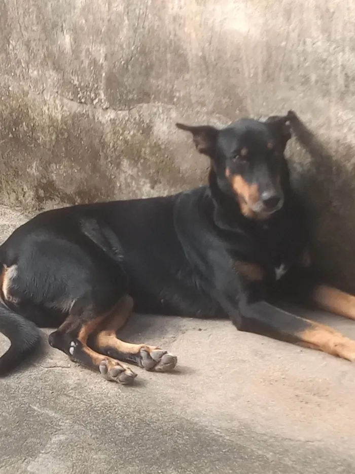 Cachorro ra a SRD-ViraLata idade 6 ou mais anos nome Tuty