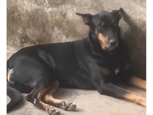 Cachorro raça SRD-ViraLata idade 6 ou mais anos nome Tuty