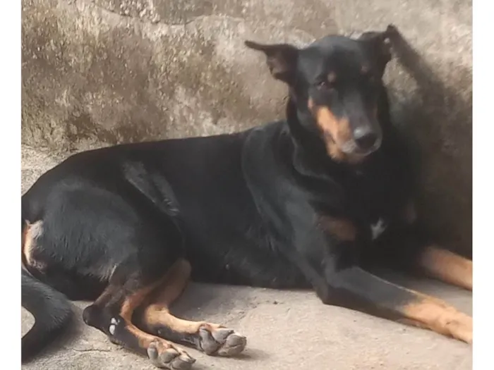 Cachorro ra a SRD-ViraLata idade 6 ou mais anos nome Tuty