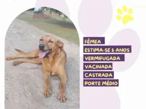 Cachorro raça SRD-ViraLata idade 5 anos nome Vivi