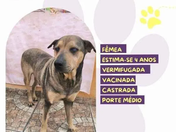 Cachorro ra a SRD-ViraLata idade 4 anos nome Luz