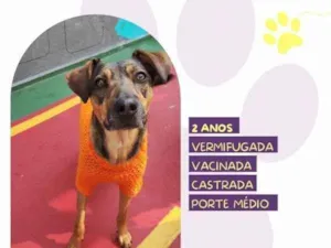 Cachorro raça SRD-ViraLata idade 2 anos nome Maraisa