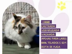 Gato raça SRD-ViraLata idade 1 ano nome Duda