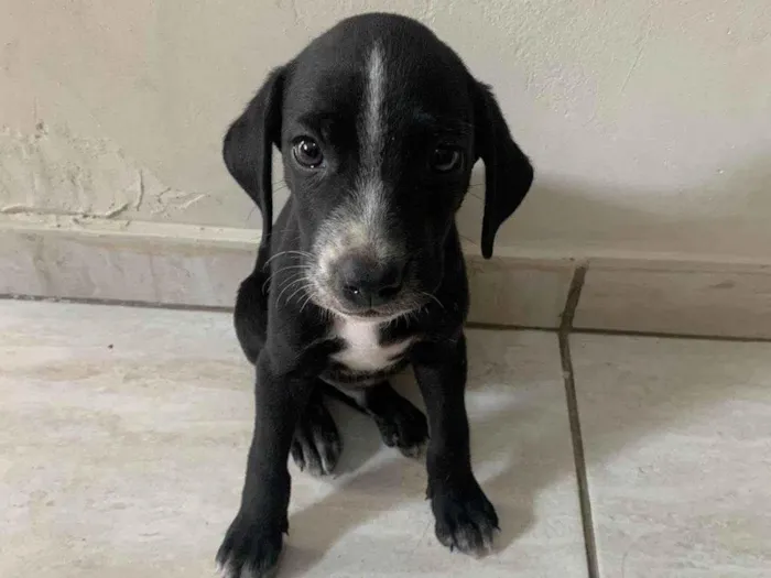 Cachorro ra a SRD-ViraLata idade 2 a 6 meses nome Charles