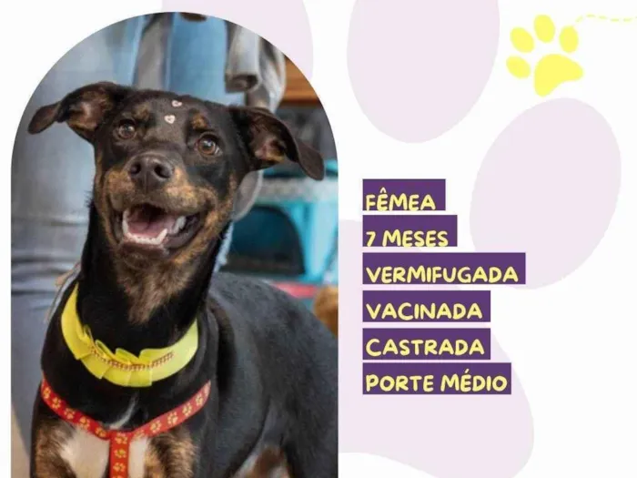 Cachorro ra a SRD-ViraLata idade 7 a 11 meses nome Any