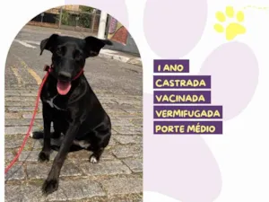 Cachorro raça SRD-ViraLata idade 1 ano nome Kika