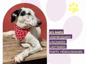 Cachorro raça SRD-ViraLata idade 3 anos nome Milk