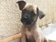 Cachorros que foram abandonados e estão a procura de um lar.