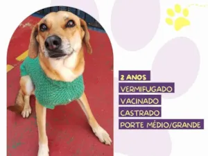 Cachorro raça SRD-ViraLata idade 2 anos nome Duque