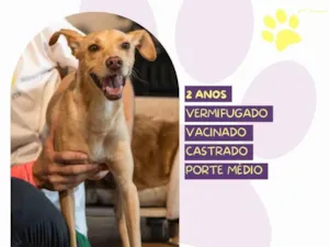 Cachorro raça SRD-ViraLata idade 2 anos nome Start