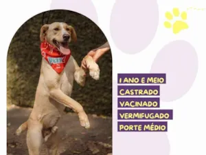 Cachorro raça SRD-ViraLata idade 1 ano nome Lyon