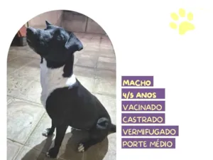 Cachorro raça SRD-ViraLata idade 4 anos nome Negao