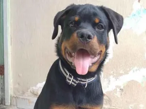 Cachorro raça Rottweiler idade 7 a 11 meses nome argus