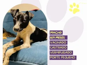 Cachorro raça SRD-ViraLata idade 7 a 11 meses nome Romeu