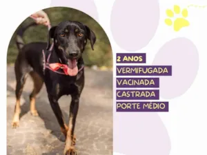 Cachorro raça SRD-ViraLata idade 2 anos nome Bel