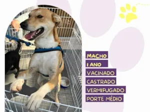 Cachorro raça SRD-ViraLata idade 1 ano nome Simba