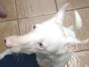 Cachorro raça SRD-ViraLata idade 1 ano nome Maya 